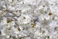 Prunus 'Tai-haku' Great White Cherry - April