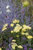 Achillea credo and Perovskia 'Blue Spire' - Yarrow in the Turfed Out garden at RHS Hampton court flower show 2022 - Designed by Hamzah-Adam Desai