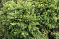 Picea abies 'Gregoryana' Norwegian spruce