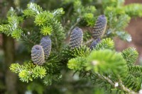 Abies lasiocarpa 'Duflon' Rocky Mountain fir