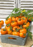 Picked tomatoes piled in a tray, Solanum lycopersicum Oranzehevyj Zakat GS-Miass, summer July