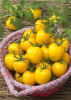 Picked tomatoes piled in a bowl, Solanum lycopersicum Zolotaya Dolina GS-Miass, summer July