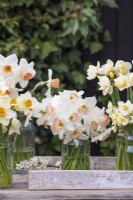Bunch of Narcissus 'Pink Charm' in glass jar in tray on table with others 