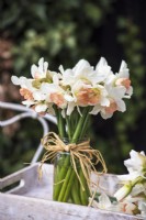 Bunch of  Narcissus 'Pink Charm' displayed in glass jar with tied raffia bow 