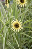 Helianthus debilis 'Vanilla Ice' - Beach sunflower