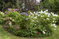 Flower island with crested lilies, Hydrangea quercifolia 'Snowflake', garden hydrangeas, plate hydrangeas, Hydrangea paniculata 'limelight'