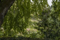 View through trees to a Cornus Norman Hadden in flower. The Garden House, Yelverton, Devon. Summer. 
