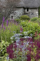 Eryngium, Blue Hobbit, supported by metal plant support with old stone barn behind. The Garden House, Yelverton, Devon. Summer. 
