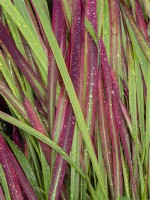 Imperata cylindrica 'Rubra' - Japanese Blood Grass after rain