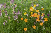 Linaria maroccana and Eschscholzia californica - Toadflax and California poppies