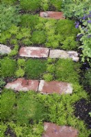 Sagina subulata - Irish moss and brick path on Grown That Way Green for Me garden at RHS Tatton Park flower show 2022 - Designed by Kenny Raybould