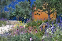 Vivid planting with Echinacea purpurea 'Fatal Attraction', Kniphofia 'Fiery Red' and Agastache 'Blackadder' in Over The Wall Garden at RHS Hampton Court Palace Garden Festival 2022
