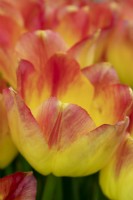 Tulipa 'Sun Catcher'