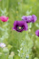 Papaver somniferum 'Dark Plum' - Opium Poppy