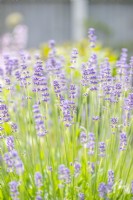 Lavendula augustifolia 'Hidcote' - Lavender