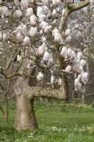 Magnolia x veitchii - Mature specimen tree in grass