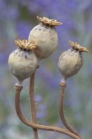 Papaver somniferum opium poppy dried seed pods
