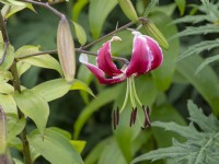 Lilium 'Scheherazade' - orienpet hybrid lily growing in garden border