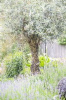 Olive tree among lavandula 'Essense of Purple' and Lilies