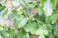 Ficus - Fig tree with fruits