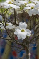 Cornus florida 'Cherokee Princess' - White Flowering Dogwood