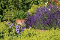 Lavender, hardy geranium (Geranium 'Rozanne') and a froth of Alchemilla mollis underneath an old brick wall.