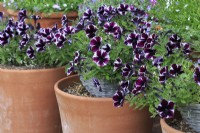 Purple and white petunias in long tom terracotta pots.