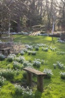 View to Rosemary's Wood from wooden seat with Galanthus nivalis 'S Arnott' - February

Foggy Bottom, The Bressingham Gardens, Norfolk, designed by Adrian Bloom