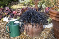Ophiopogon planiscapus 'Nigrescens' in a container with watering can - February