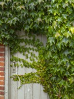 Parthenocissus quinquefolia Virginia creeper overgrowing a doorway August Summer
