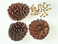 Pinus Radiata - Monterey Pine cones and seeds 