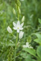 Camassia leichtlinii 'Alba' - May.