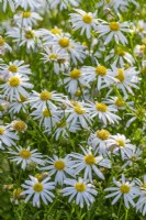 Kalimeris 'Mon Jardin'. flowering in Summer - July