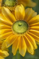 Rudbeckia 'Lemon SmileyZ' flowering in Summer - August