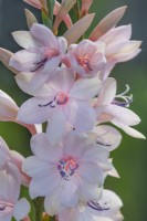Watsonia pillansii seedling flowering in Summer - July