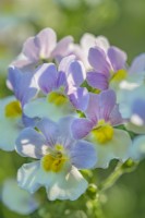Nemesia 'Easter Bonnet' flowering in Summer - June