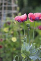 Papaver somniferum - Opium poppy