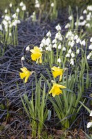 Narcissus 'Rijnveld's Early Sensation' with Galanthus nivalis 'S Arnott' and Ophiopogon planiscapus 'Nigrescens' - February

Foggy Bottom, The Bressingham Gardens, Norfolk, designed by Adrian Bloom