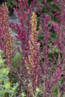 Atriplex hortensis var. rubra - Red orache going to seed