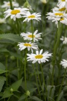 Leucanthemum x superbum 'Becky' - Shasta daisy