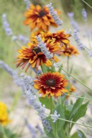 Rudbeckia hirta 'Cherokee sunset' and Lavendula - Coneflower / Black-eyed Susan and Lavender