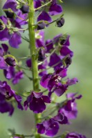 Verbascum phoeniceum 'Violetta', Purple Mullein