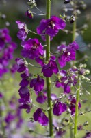 Verbascum phoeniceum 'Violetta', Purple Mullein