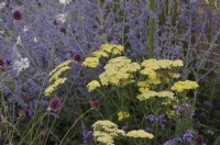 Achillea 'Credo' with Allium sphaerocephalon and Perovskia - Turfed Out Garden, RHS Hampton Court Palace Garden Festival 2022.  Designer: Hamzah-Adam Desai  