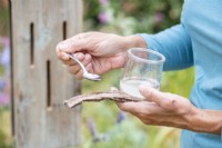 Woman pouring sugar water on bark to help attract butterflies