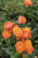 Rosa 'Phoenix' rose