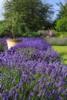 Lavender edging, Lavandula angustifolia 'Hidcote'. The Mediterranean flavour is continued with the olive tree in a large pot behind.