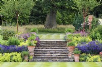 Broad set of steps from the striped lawn and herbaceous borders into the woodland beyond.  Plants include lavender, Lavandula angustifolia 'Hidcote',  Geranium 'Patricia', Alchemilla mollis Prunus serrula, and agapanthus in bud in the terracotta pots.