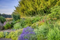 Detail of corner of mixed border as the sun rises, with the neighbouring field in the background. Plants include lavender, Lavandula angustifolia 'Munstead', Alchemilla mollis, Sedum spectabile, phlox, penstemon, and Echinops ritro.