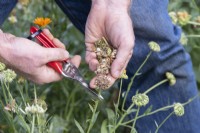 Calendula - Picking pot marigold seed heads